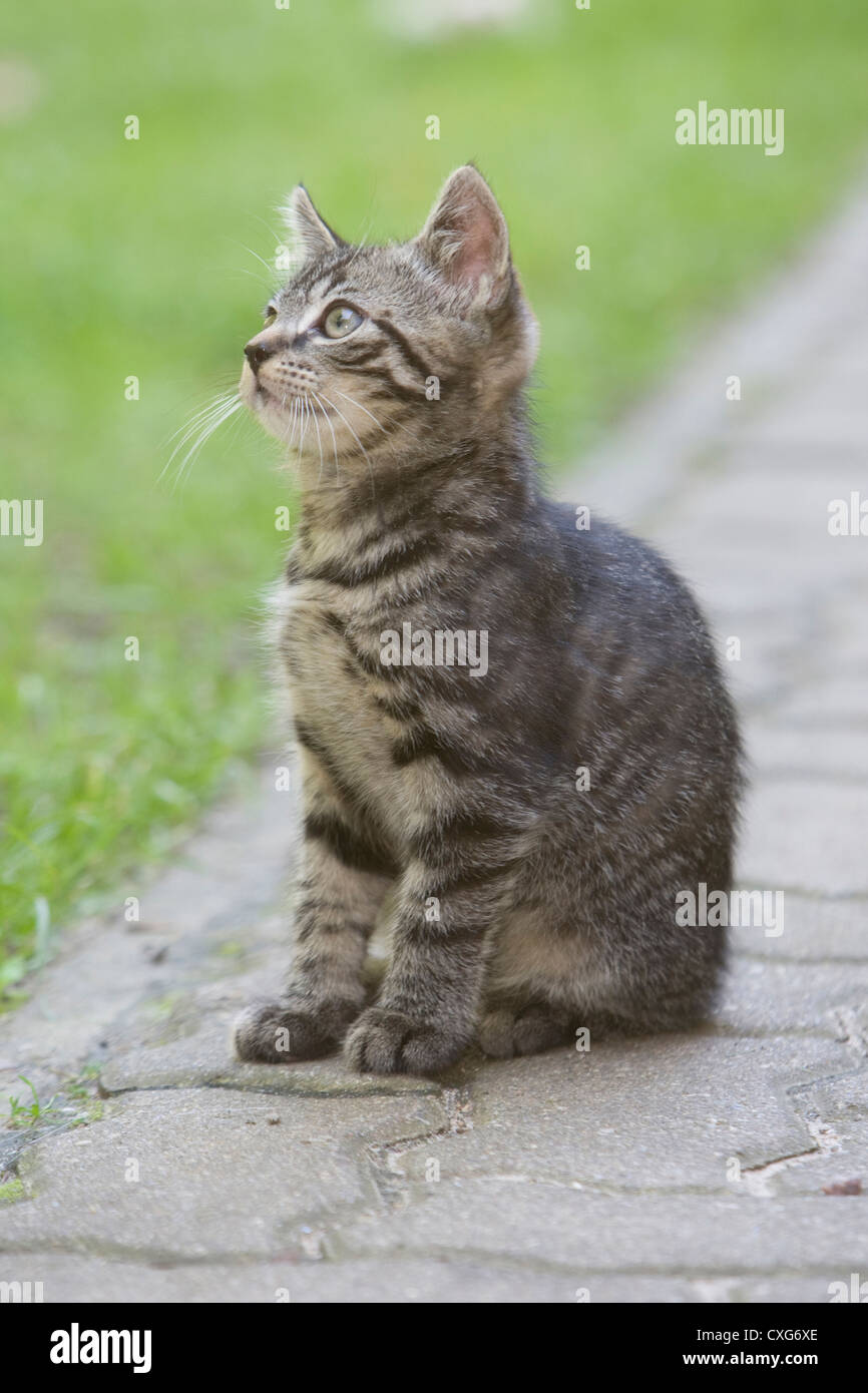 Gato doméstico, Felis silvestris catus Foto de stock