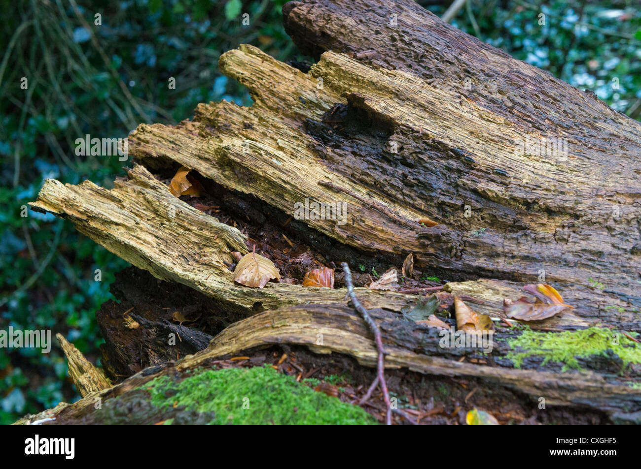 Tronco de árbol podrido, REINO UNIDO Foto de stock