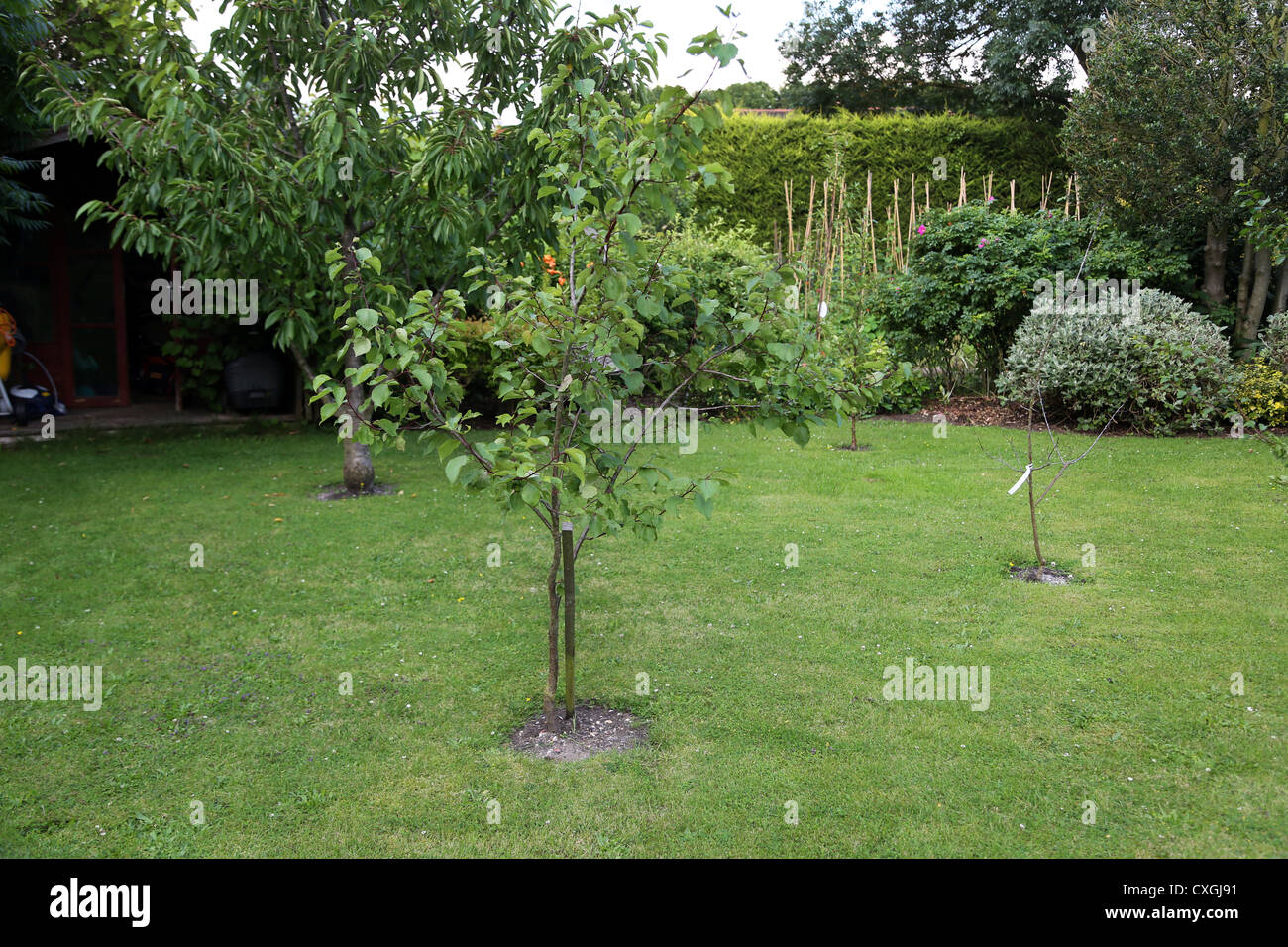 Árbol de albaricoque Jardín en Surrey, Inglaterra Foto de stock