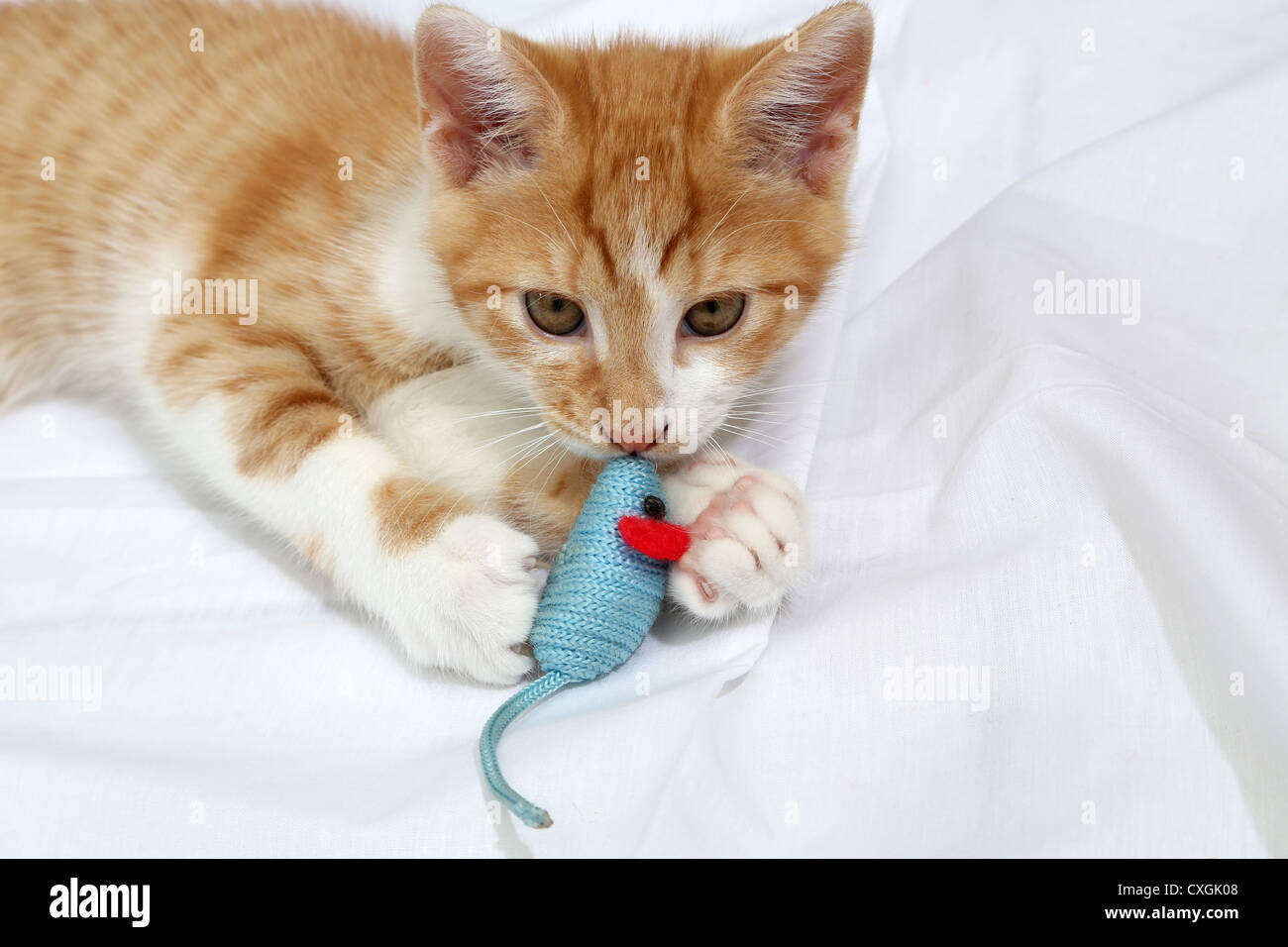 Jengibre y Blanco gatito jugando con el ratón de juguete Foto de stock