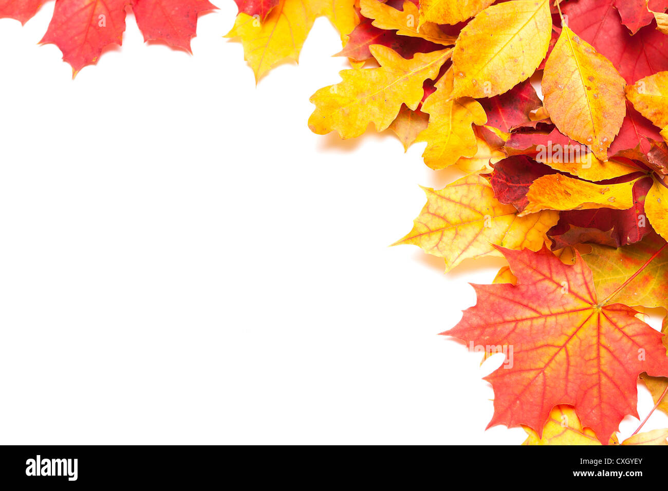 Hojas de otoño sobre fondo blanco Fotografía de stock - Alamy