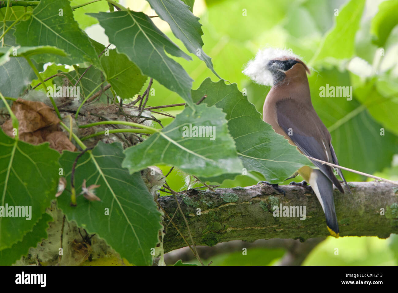 Pájaro de cera de cedro songbird con material de nido Foto de stock