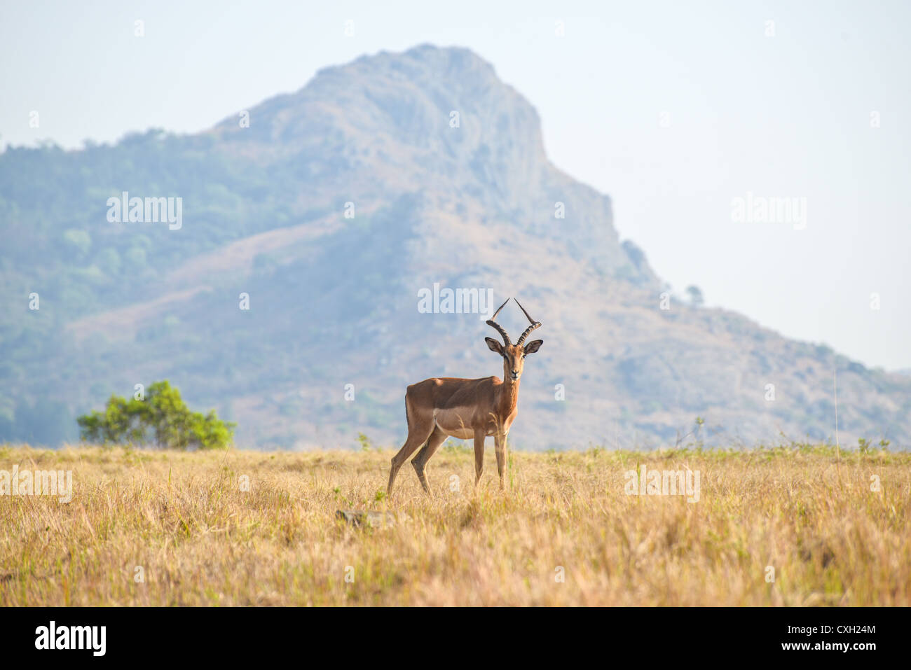 Gazelle masculinos solitarios en Mlilwane Game Reserve. Foto de stock