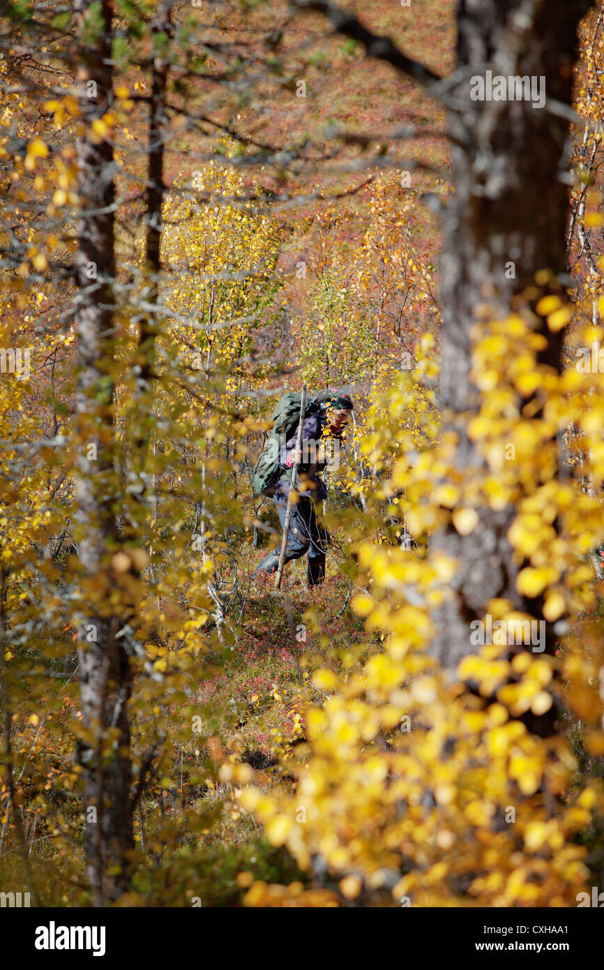Trekker rodeado por los colores de otoño. En Laponia, Finlandia Foto de stock