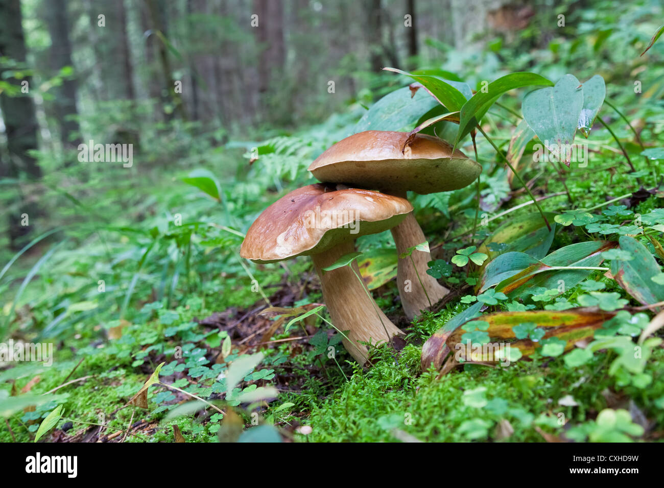 Setas y hongos en el césped Fotografía de stock Alamy