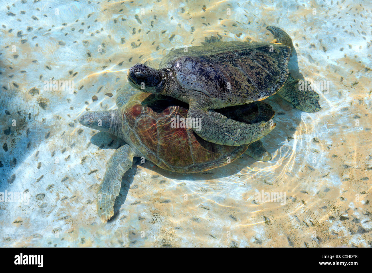 Tortuga marina (Chelonia mydas) en la granja de tortugas cerca de Cuyutlan, Colima, México Foto de stock