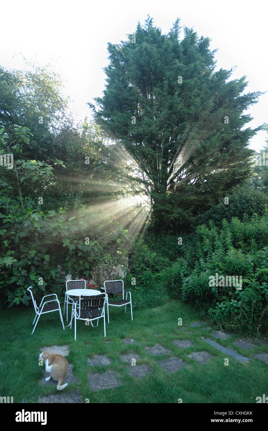 Los rayos del sol matutino misty a través de un Árbol conífero en un jardín de Devon Foto de stock