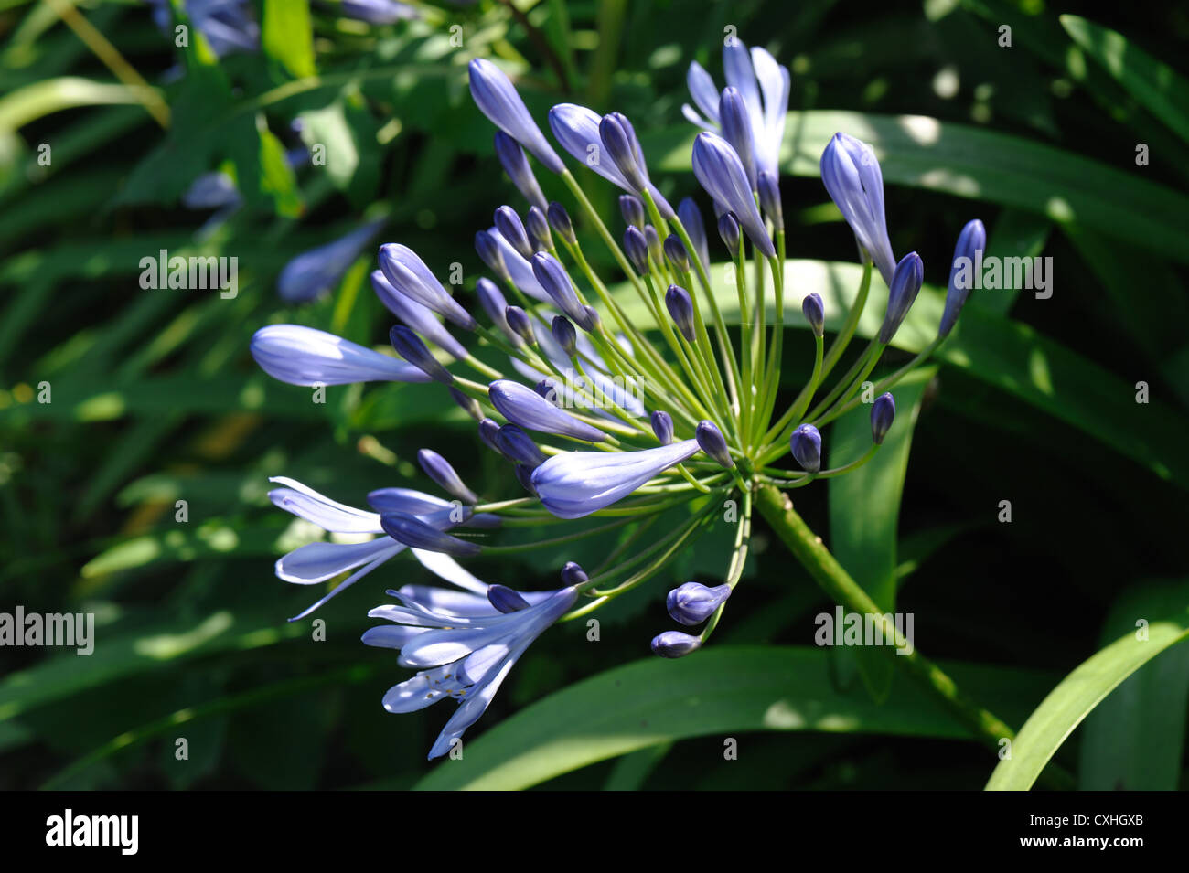 Azucena azul africano (Agapanthus africanus) flores contraluz contra un fondo de jardín Foto de stock