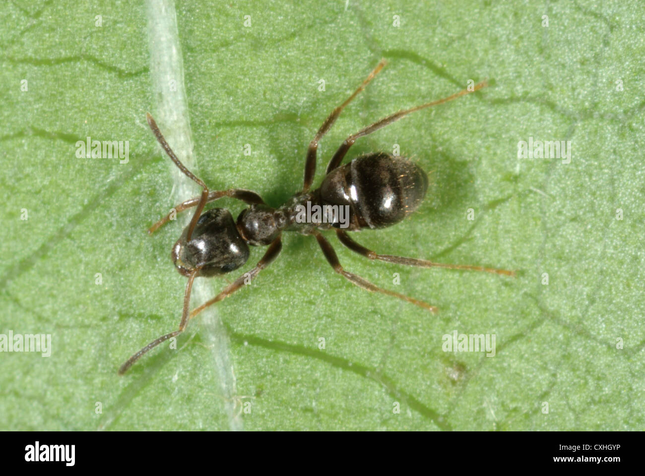 Hormiga negra (Lasius Níger) en una hoja Foto de stock