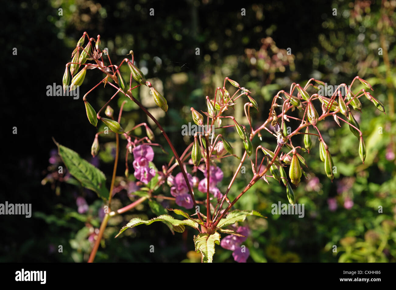 Bálsamo del Himalaya (Impatiens gladulifera) explosivas las vainas y flores de esta maleza invasora Foto de stock