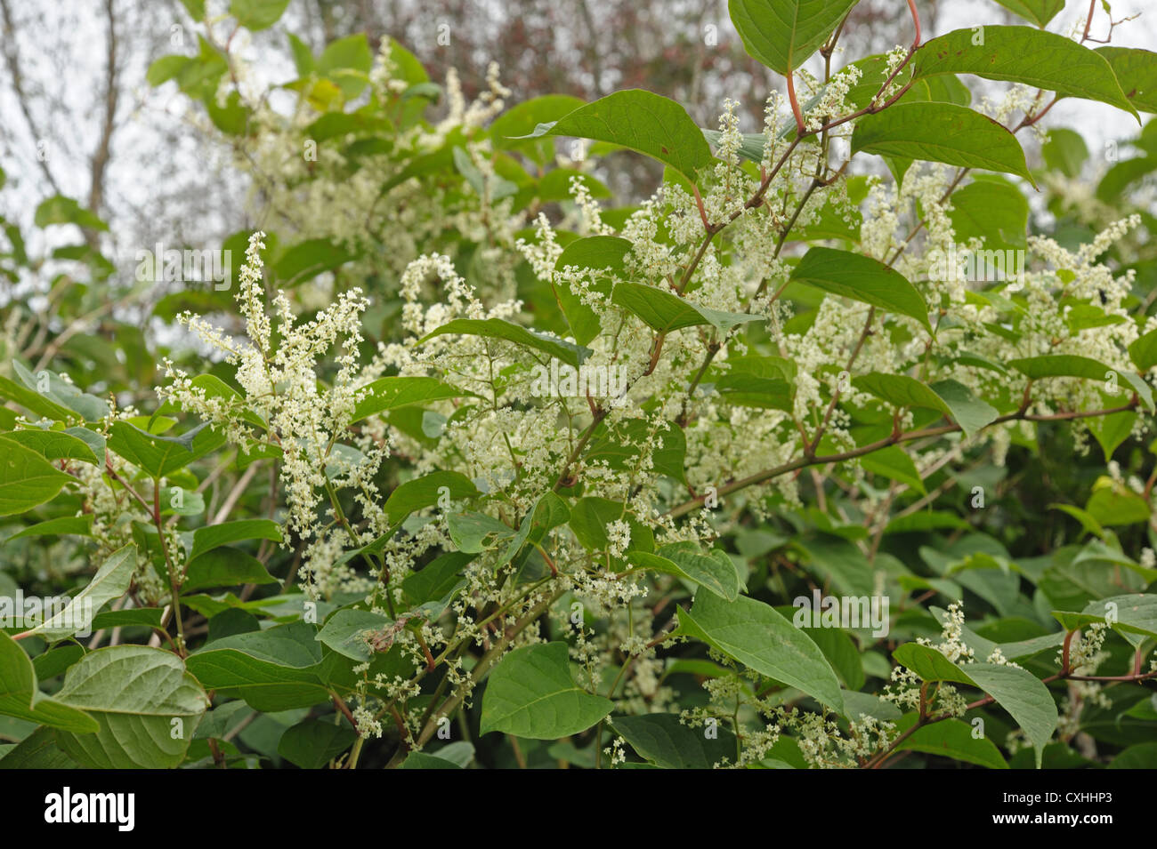 Knotweed japonés (Reynoutria japonica)plantas con flores Foto de stock