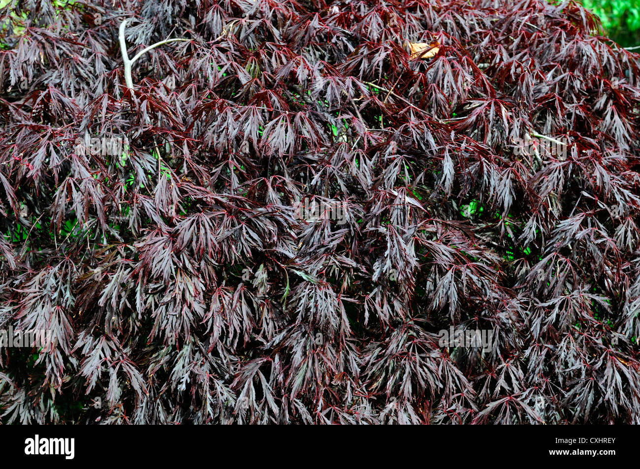 Acer palmatum dissectum granate follaje púrpura arbustos orientales hojas de árbol caducifolio de arces japoneses Foto de stock