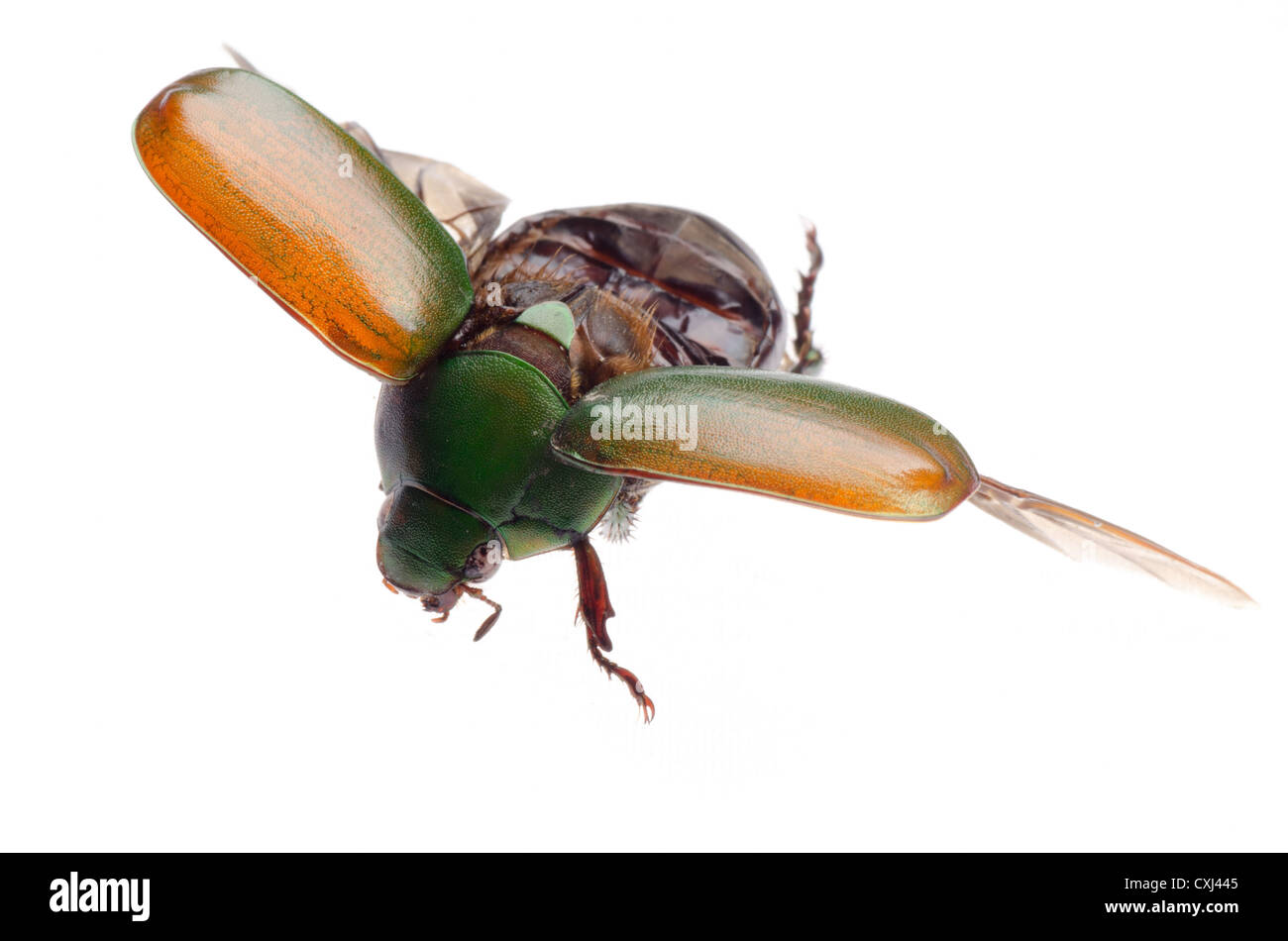 Insectos voladores escarabajo escarabajo aislado Foto de stock