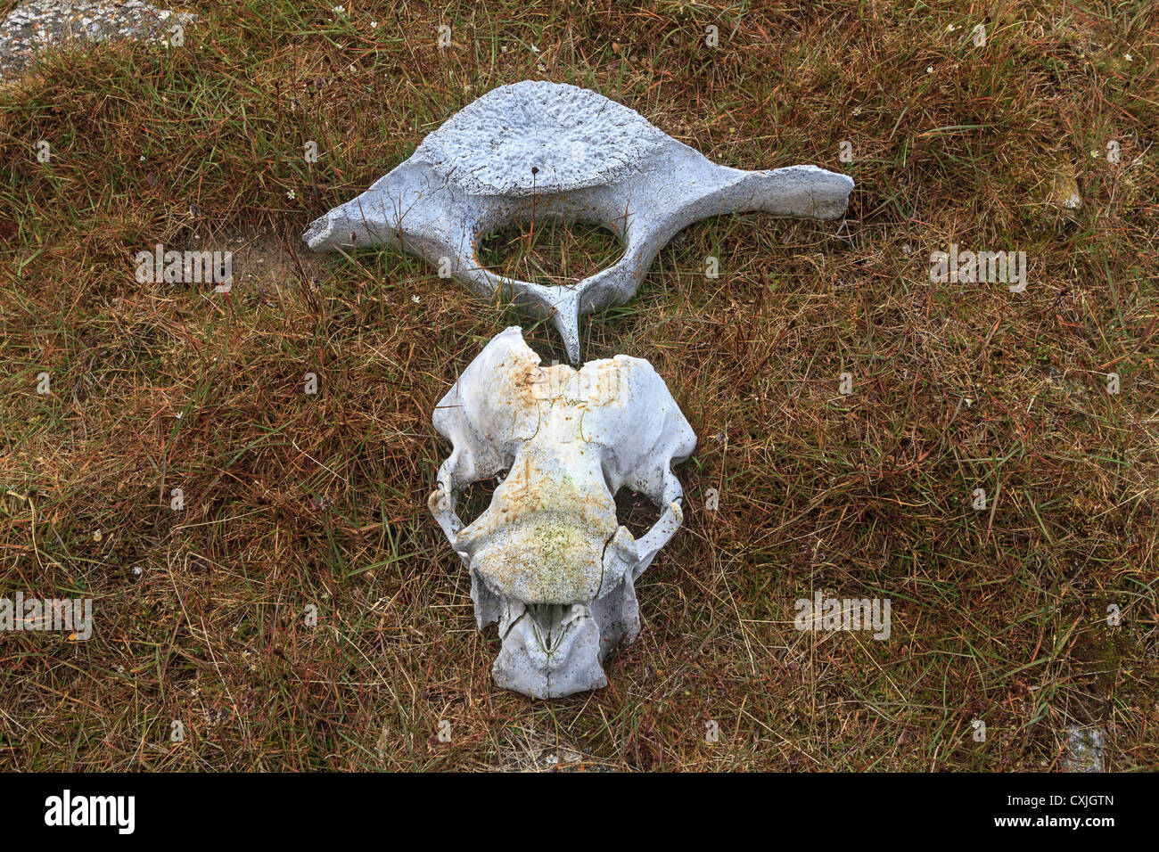 Cráneo y vértebras de morsa en el suelo de la tundra en el Artico Canadiense. Foto de stock