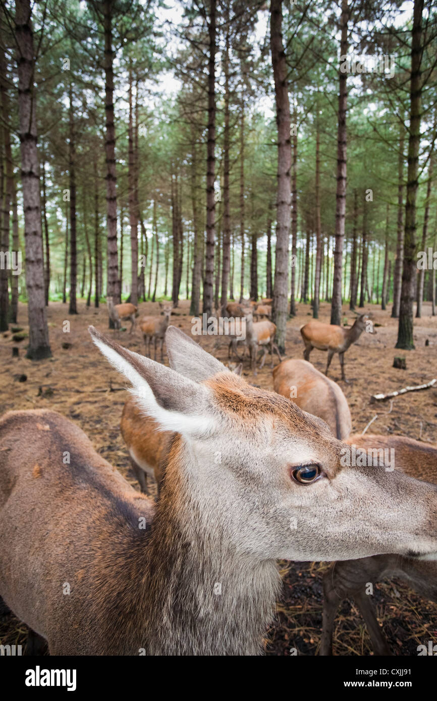 Ciervo rojo (Cervus elaphus) en un bosque UK Foto de stock