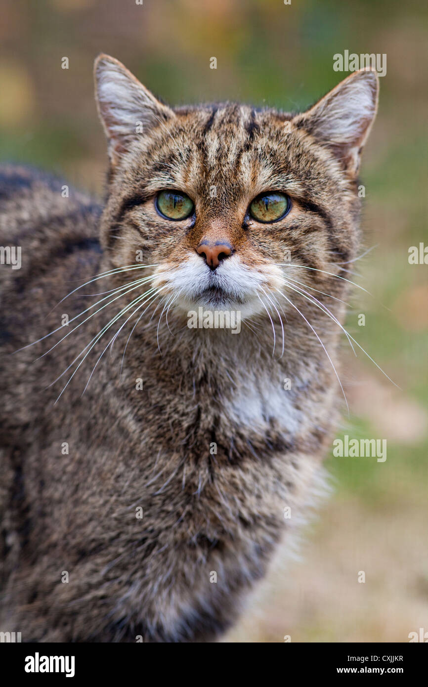 Gato Montés (Felis silvestris) retrato, UK Foto de stock