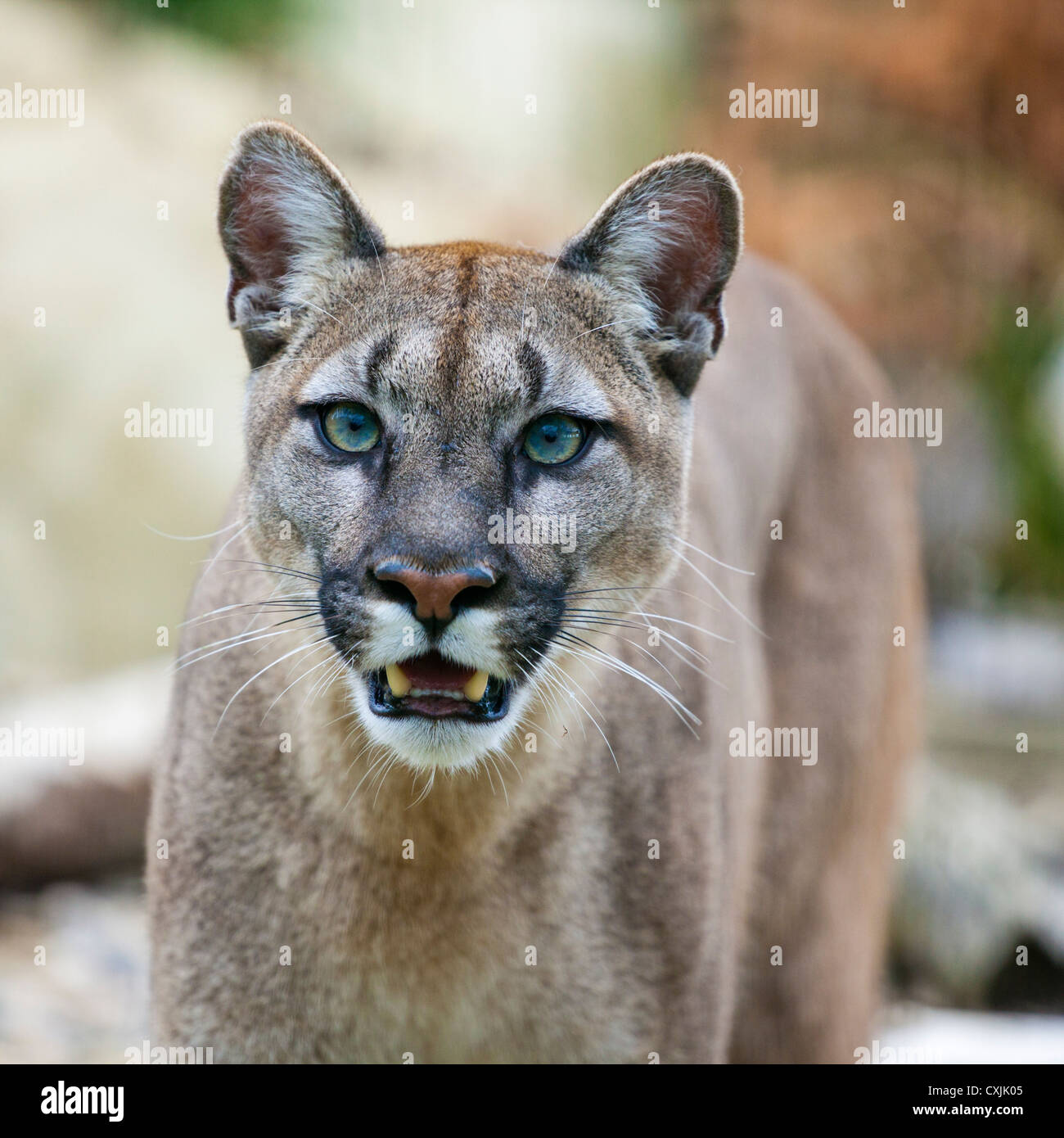 Escribe email sed mezcla Cara de puma fotografías e imágenes de alta resolución - Alamy