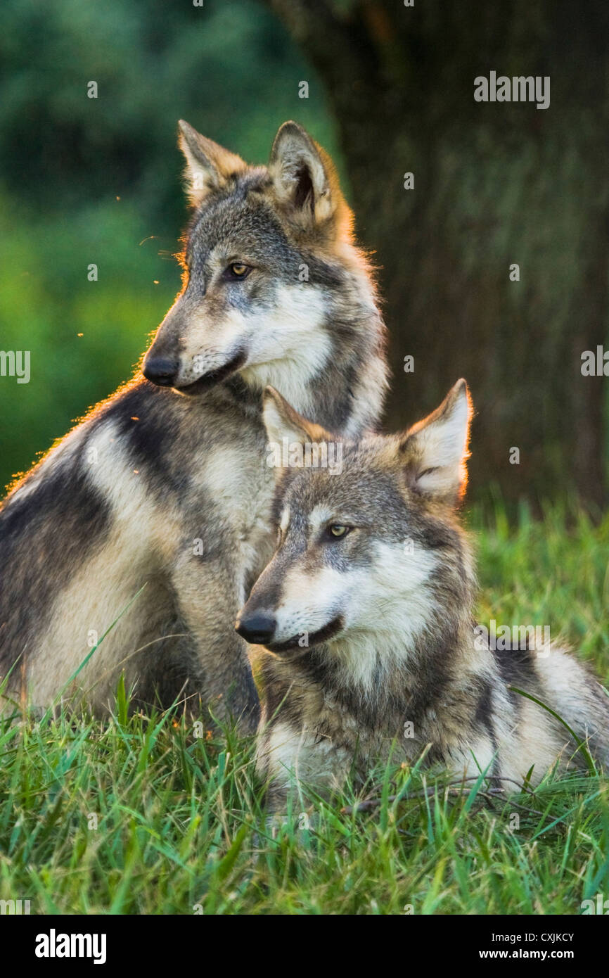 Lobo gris en el medio silvestre (Canis lupus), Indiana, EE.UU. Foto de stock