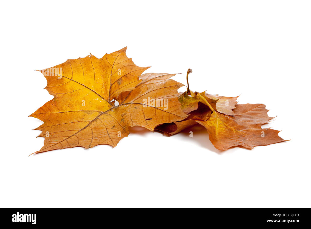 Hojas de Otoño dorado sobre un fondo blanco. Foto de stock