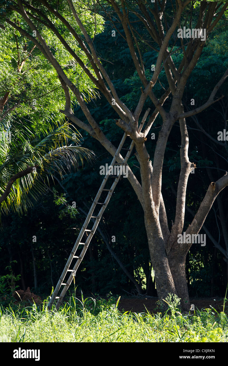 Escalera sencilla hecha con cañas de bambú. Bamboo Ladder