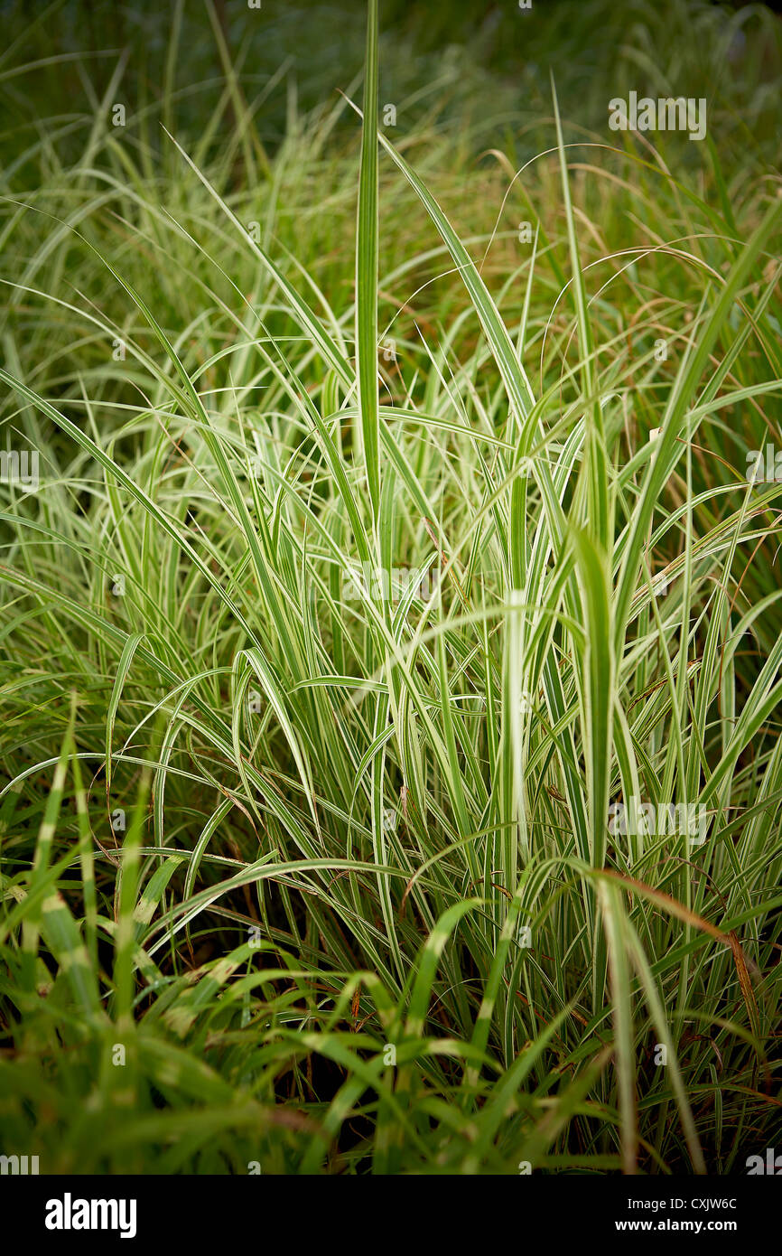 Cinta de plantas ornamentales - pasto Phalaris arundinacea picta, closeup  Fotografía de stock - Alamy