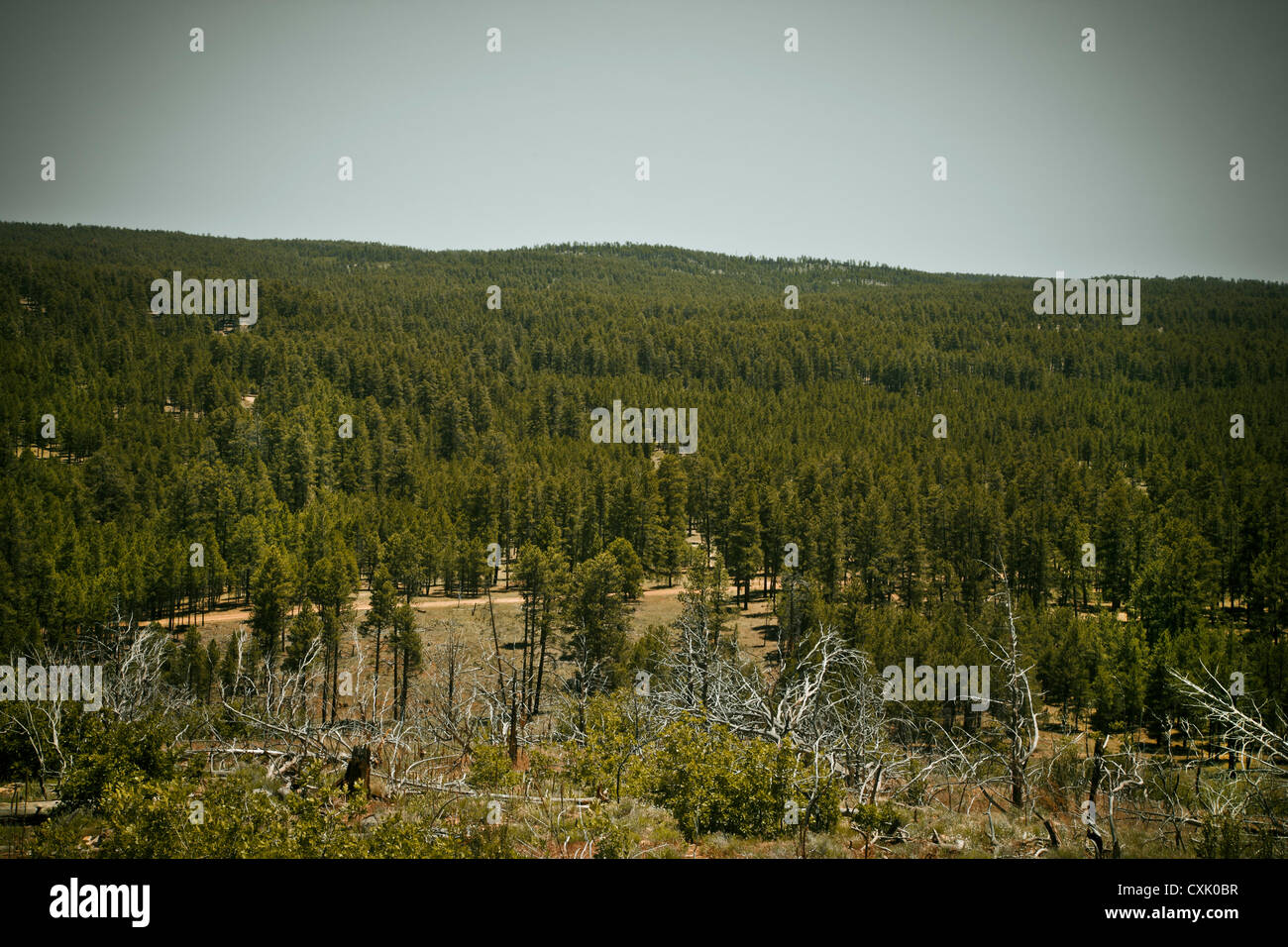 Kaibab National Forest, Arizona, EE.UU. Foto de stock