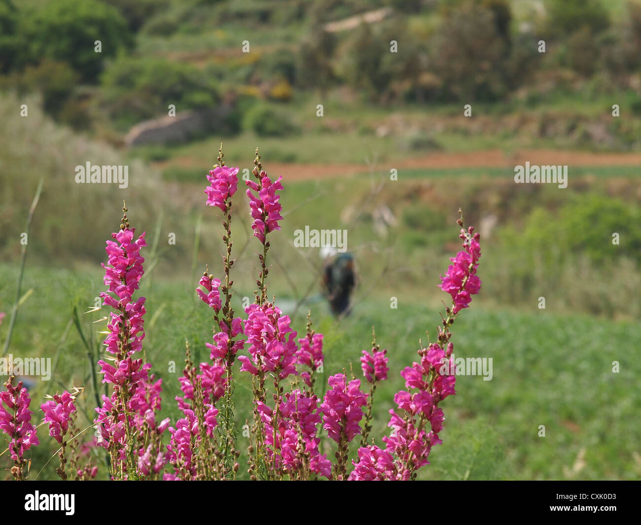 Un cierre de bonitas flores silvestres en un campo Fotografía de stock -  Alamy