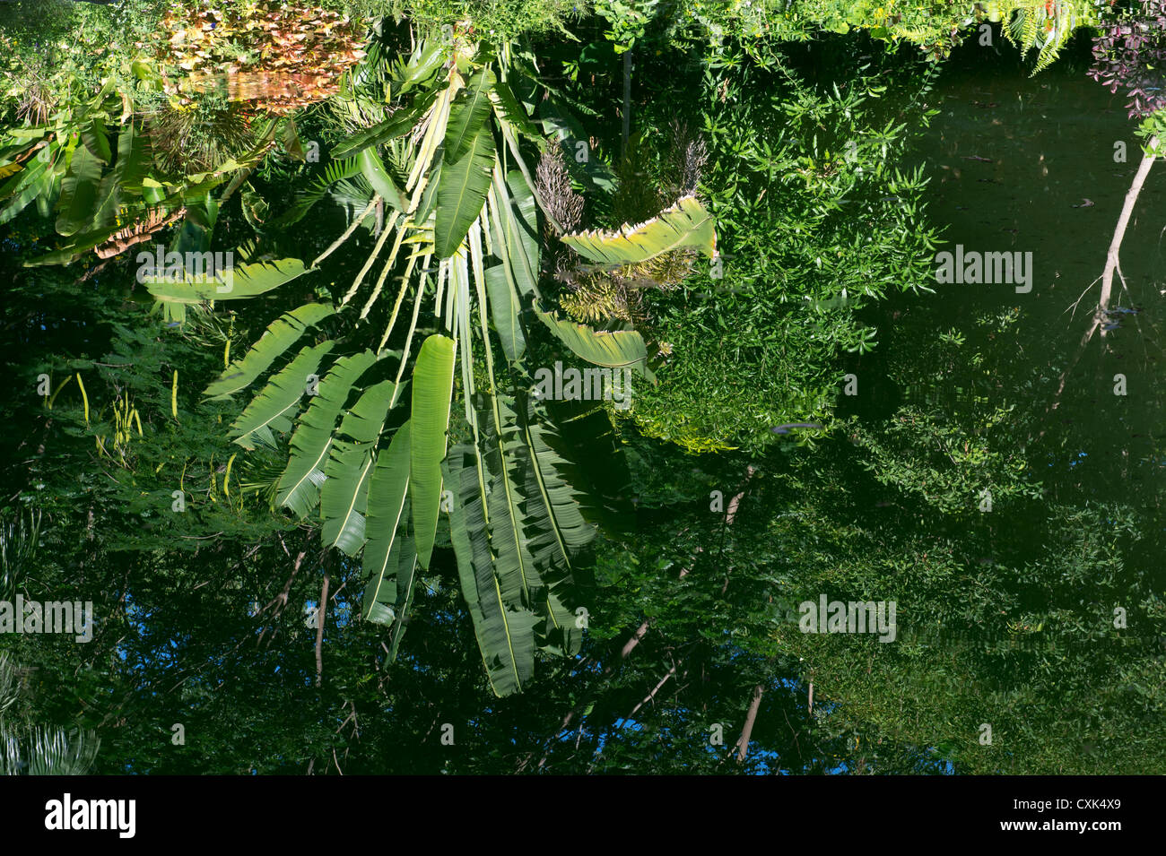 Los viajeros palmeras y plantas de Bush India reflejando en un estanque tropical en el campo indio. La India Foto de stock