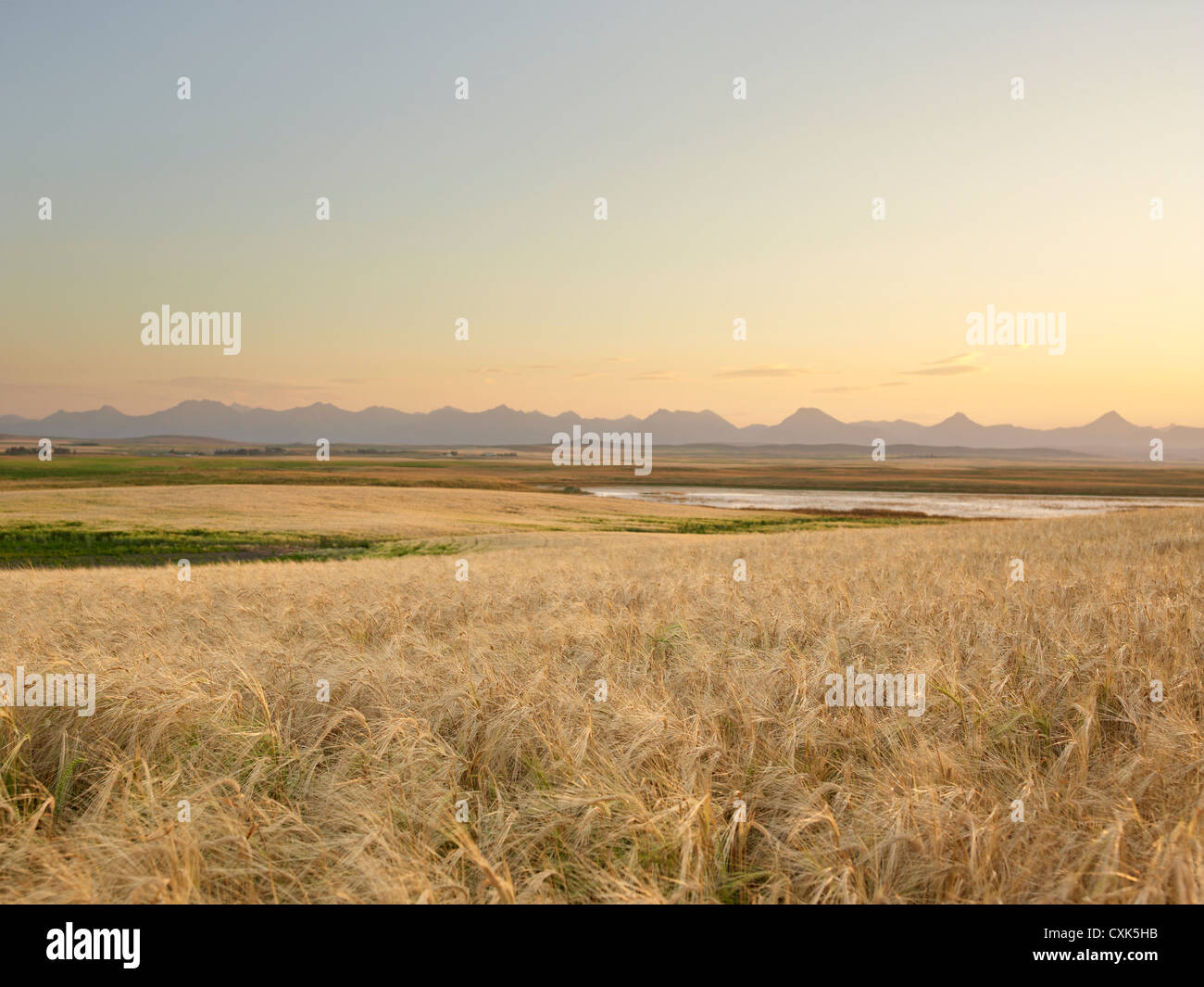 Campo de trigo listo para la cosecha, Montañas Rocosas en distancia, pinzas Creek, Alberta, Canadá Foto de stock