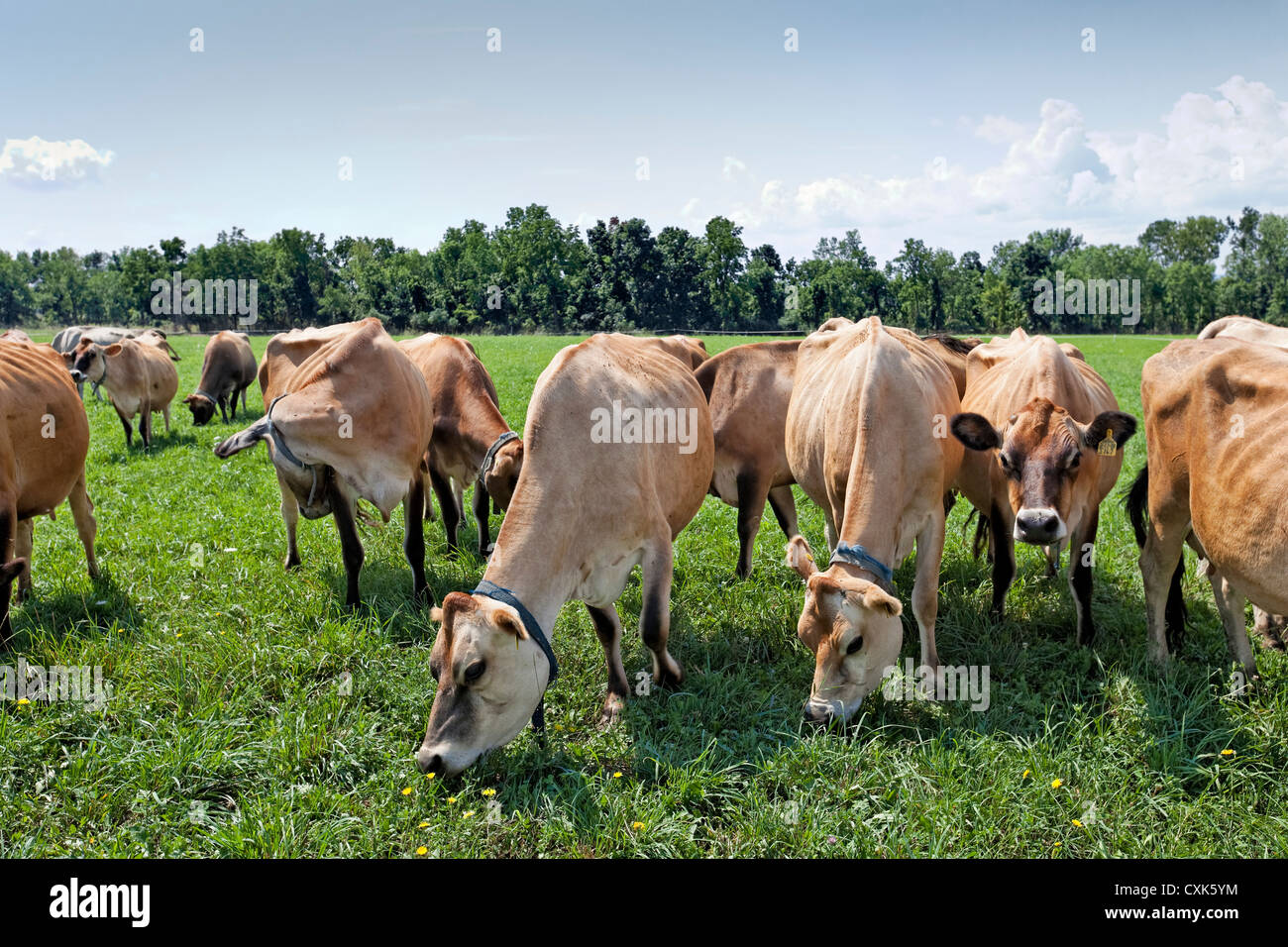 Pastoreo de vacas Jersey, Estado de Nueva York Foto de stock