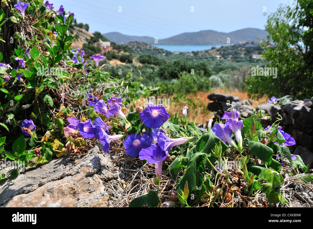Morning Glory o Convolvulus cubriendo las rocas con Mirabello en la distancia en la aldea de Pano Elounda, Creta, Grecia Foto de stock