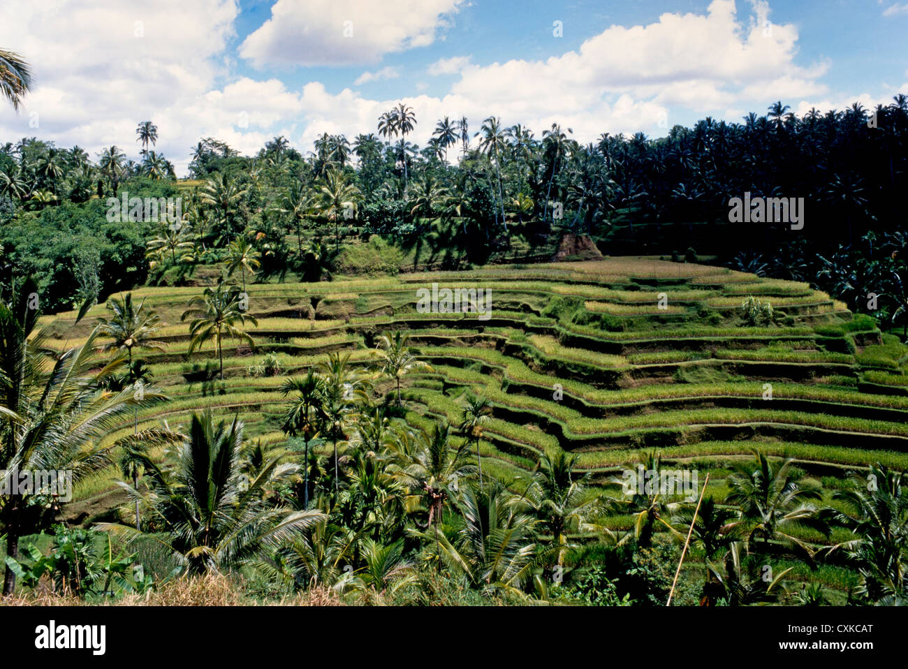 Terrazas de arroz, Bali, Indonesia Foto de stock