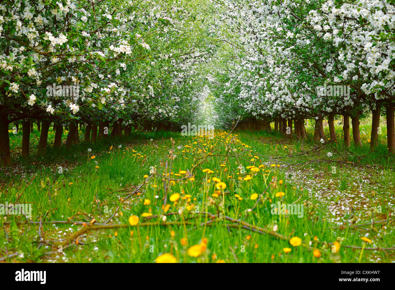 Vista del huerto de manzanos jóvenes con flores, por la tarde, el muelle, el Sarre / Alemania Foto de stock