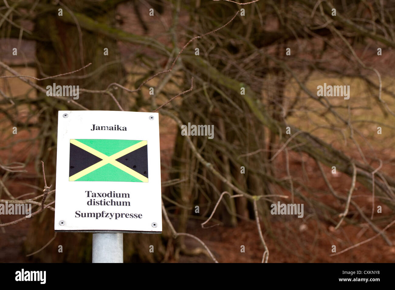 Cartel con la bandera nacional y un árbol de los estados tiene relaciones diplomáticas con Alemania, Jamaica, calva de Cypress, Colonia Foto de stock