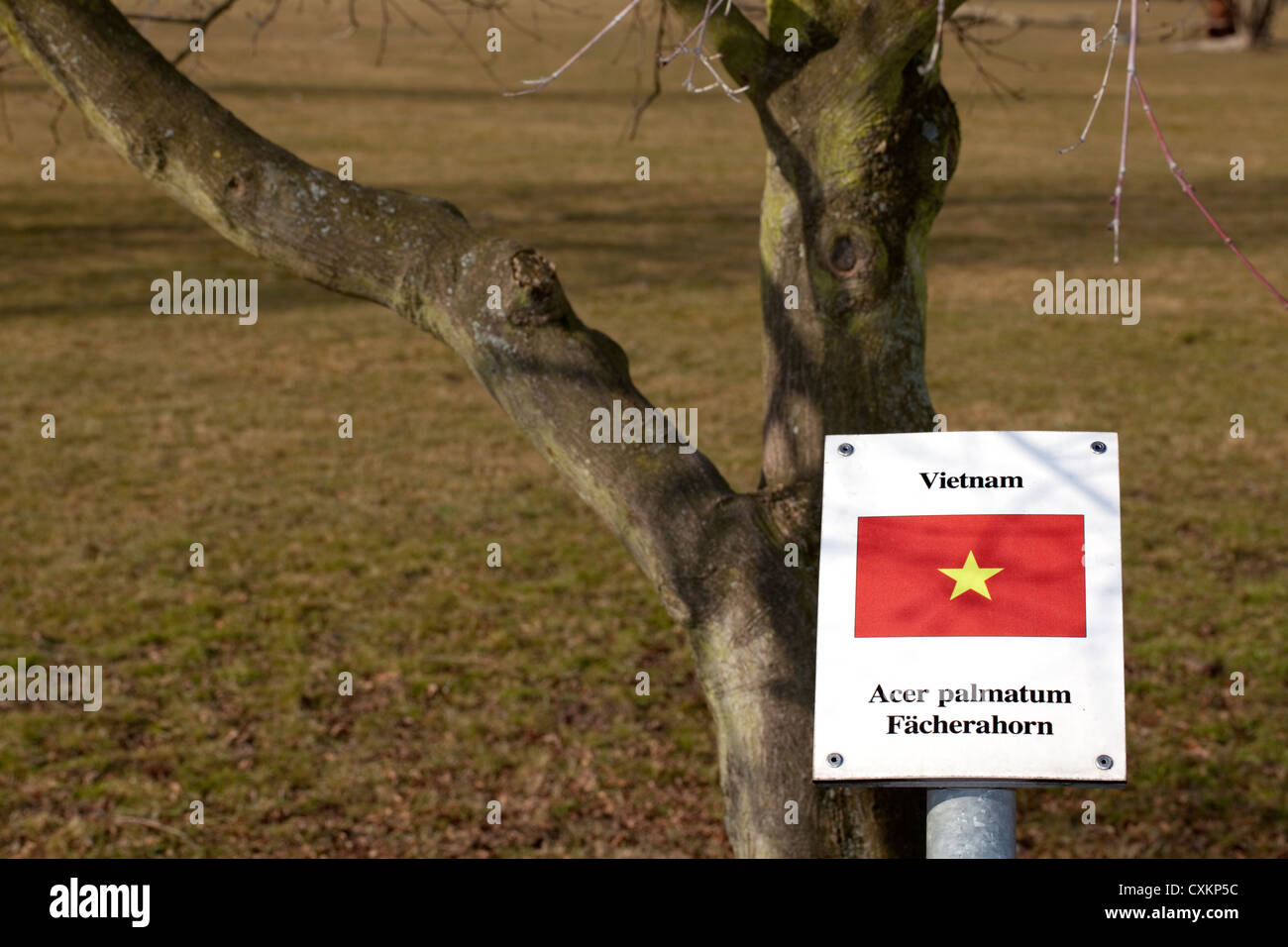 Cartel con la bandera nacional y un árbol de los estados tiene relaciones diplomáticas con Alemania, Vietnam, el arce japonés, Colonia Foto de stock