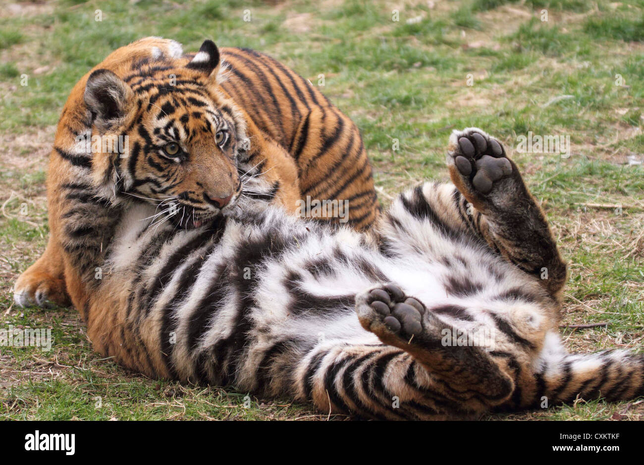 Sumatron Fotograf as E Im genes De Alta Resoluci n Alamy
