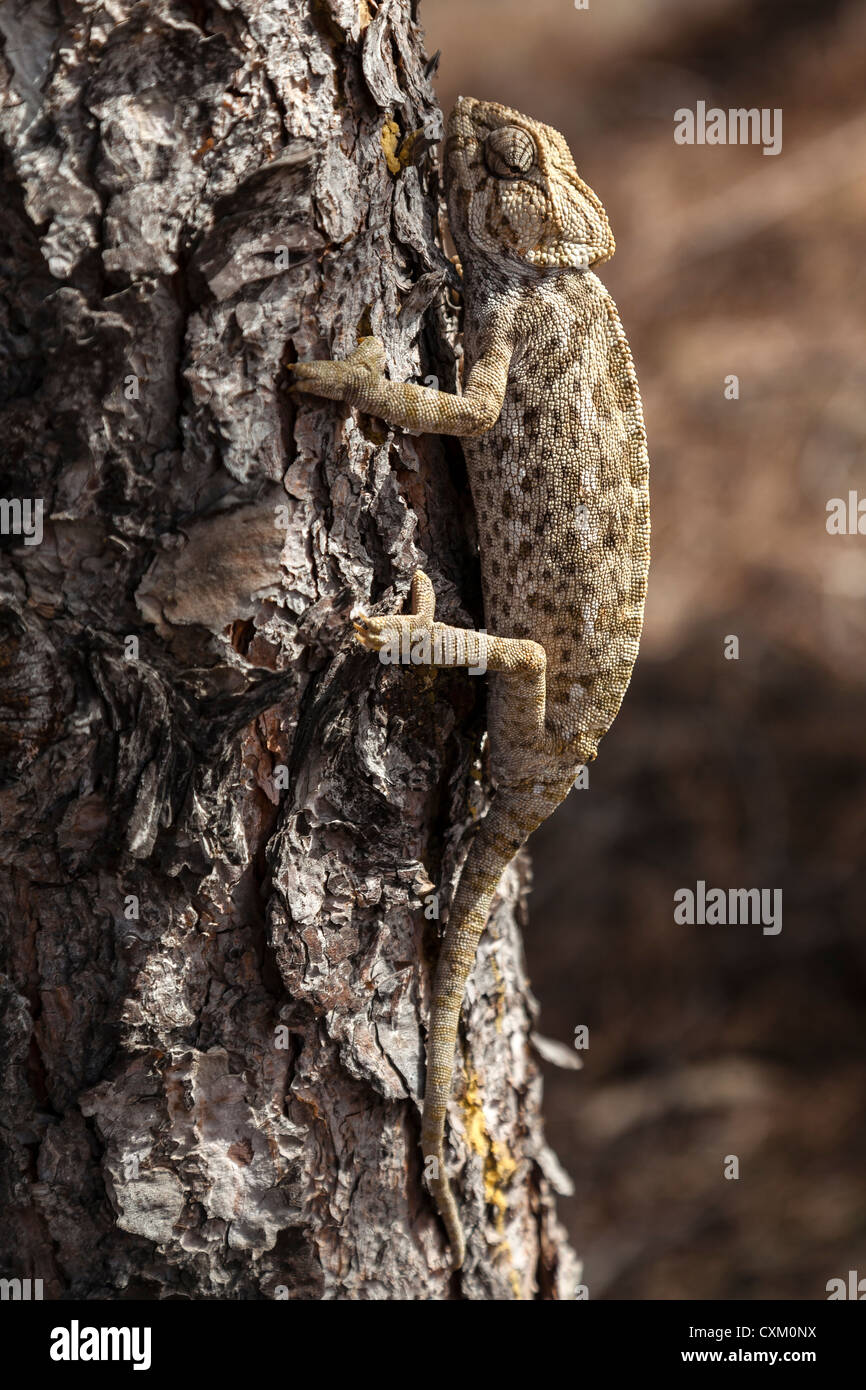 Chameleon escalar verticalmente a través de la corteza de pino Foto de stock