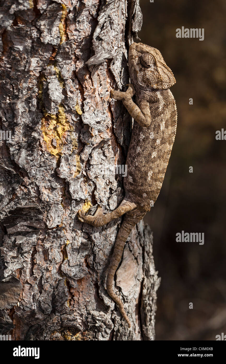 Chameleon escalar verticalmente a través de la corteza de pino Foto de stock