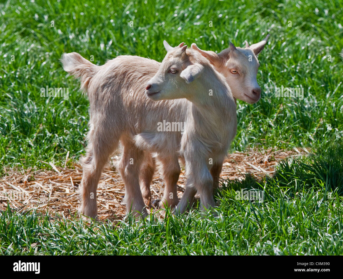 Niños de cabra pigmeo, REINO UNIDO Foto de stock