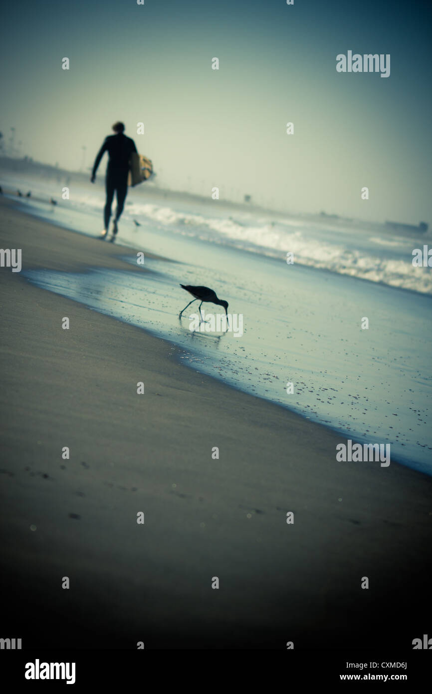 Surfer solitario caminando junto a la orilla con un pájaro en primer plano Foto de stock