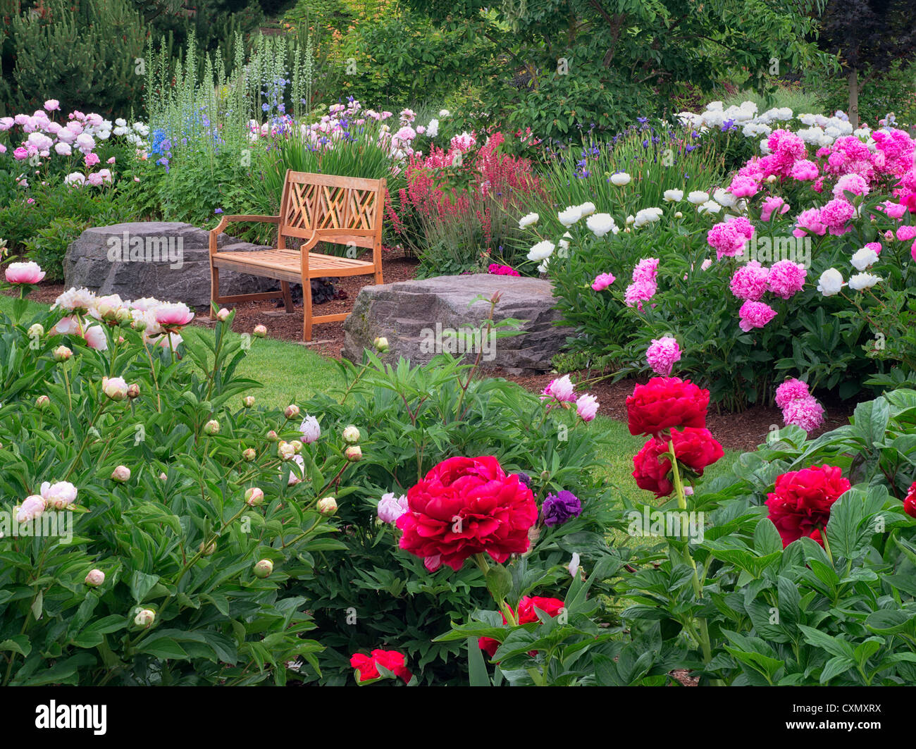Peony garden y banco. Adleman Peony Garden, Salem, Oregon Foto de stock