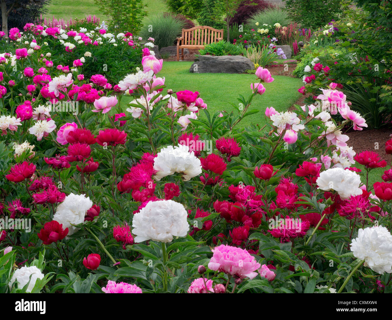 Peony garden y banco. Adleman Peony Garden, Salem, Oregon Foto de stock