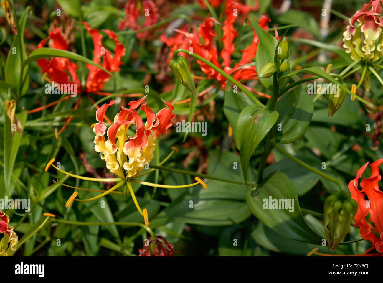Gloriosa superba Linn. (Planta medicinal) en Dharapuram, Tamil Nadu
