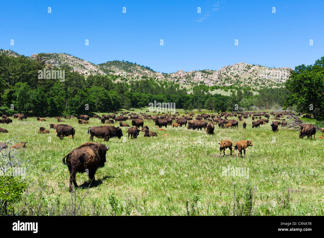 Manada de búfalos justo fuera de la carretera de circunvalación de Vida Silvestre en el Parque Estatal Custer, Black Hills, Dakota del Sur, EE.UU. Foto de stock