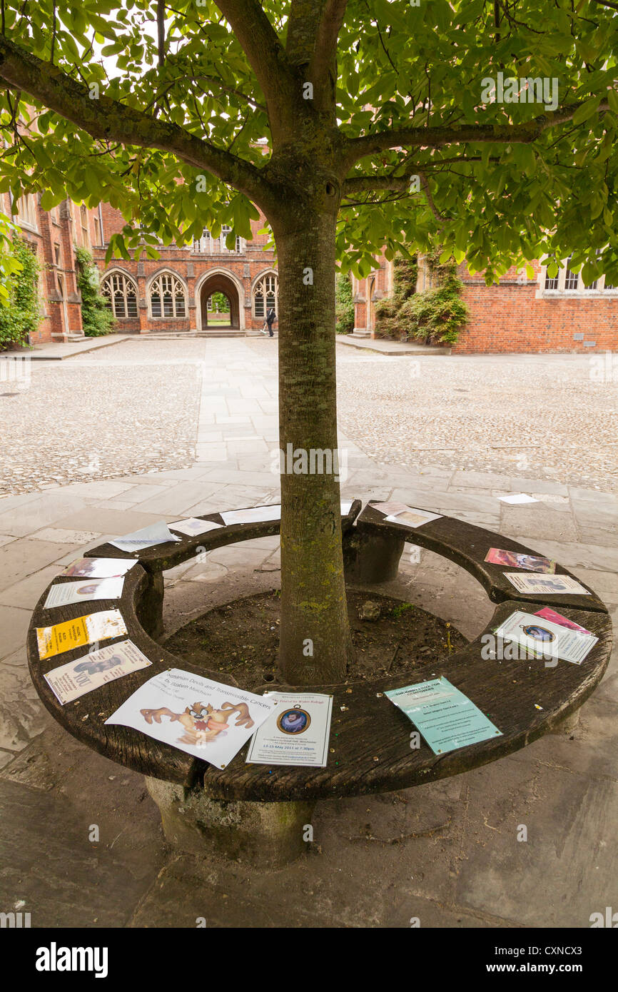 Avisos anclado al banco circular alrededor del árbol en Winchester College Foto de stock