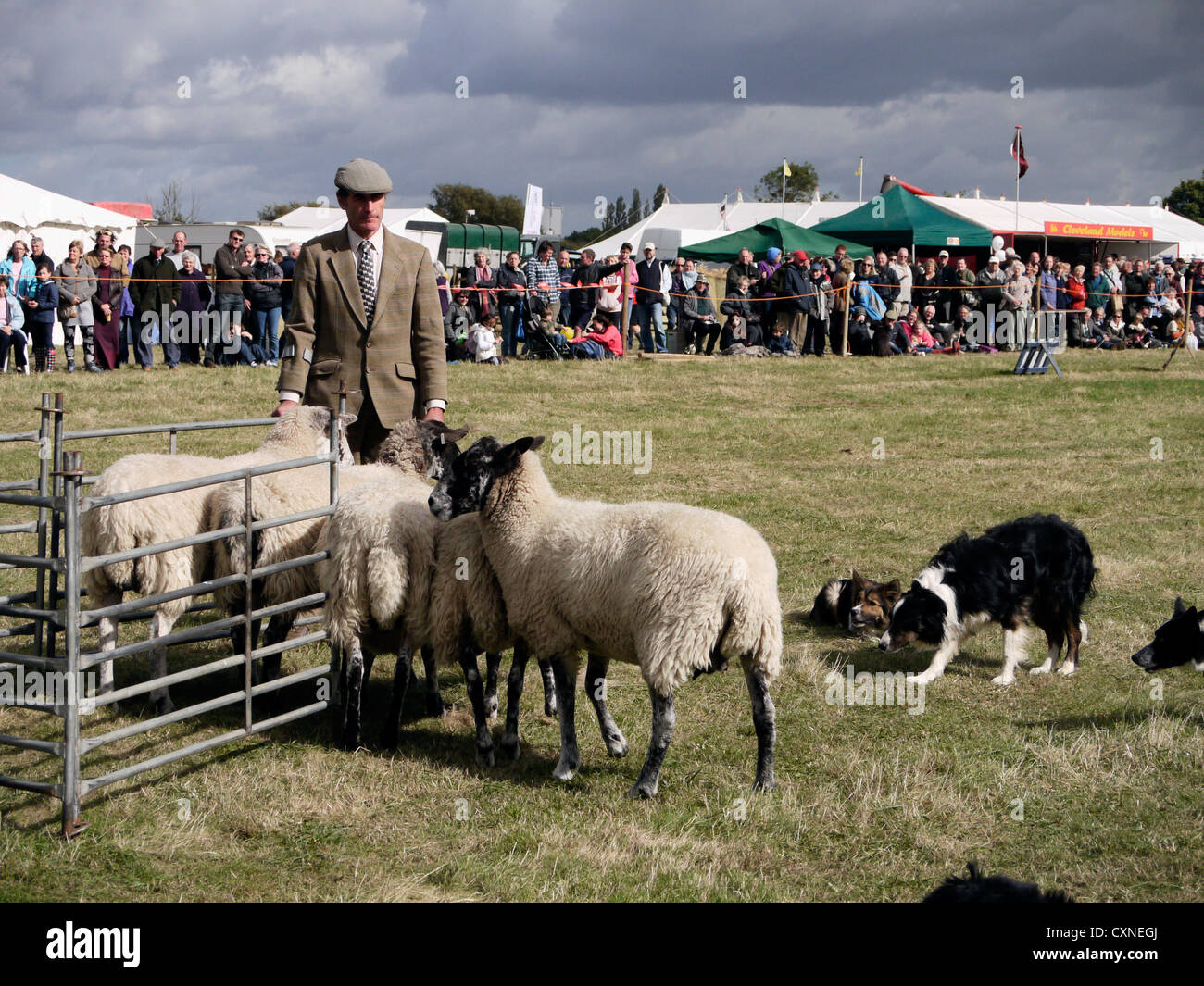 Las ovejas se suscribió en demostración en Gransden ovejero y distrito Show agrícola Foto de stock