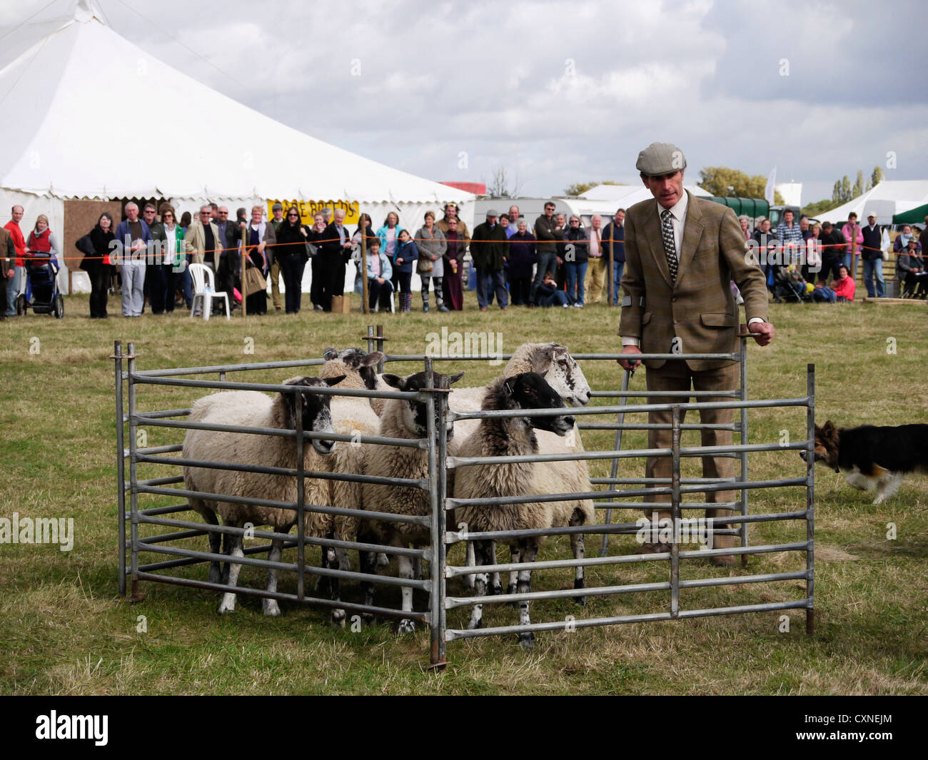 Las ovejas se suscribió en demostración en Gransden ovejero y distrito Show agrícola Foto de stock