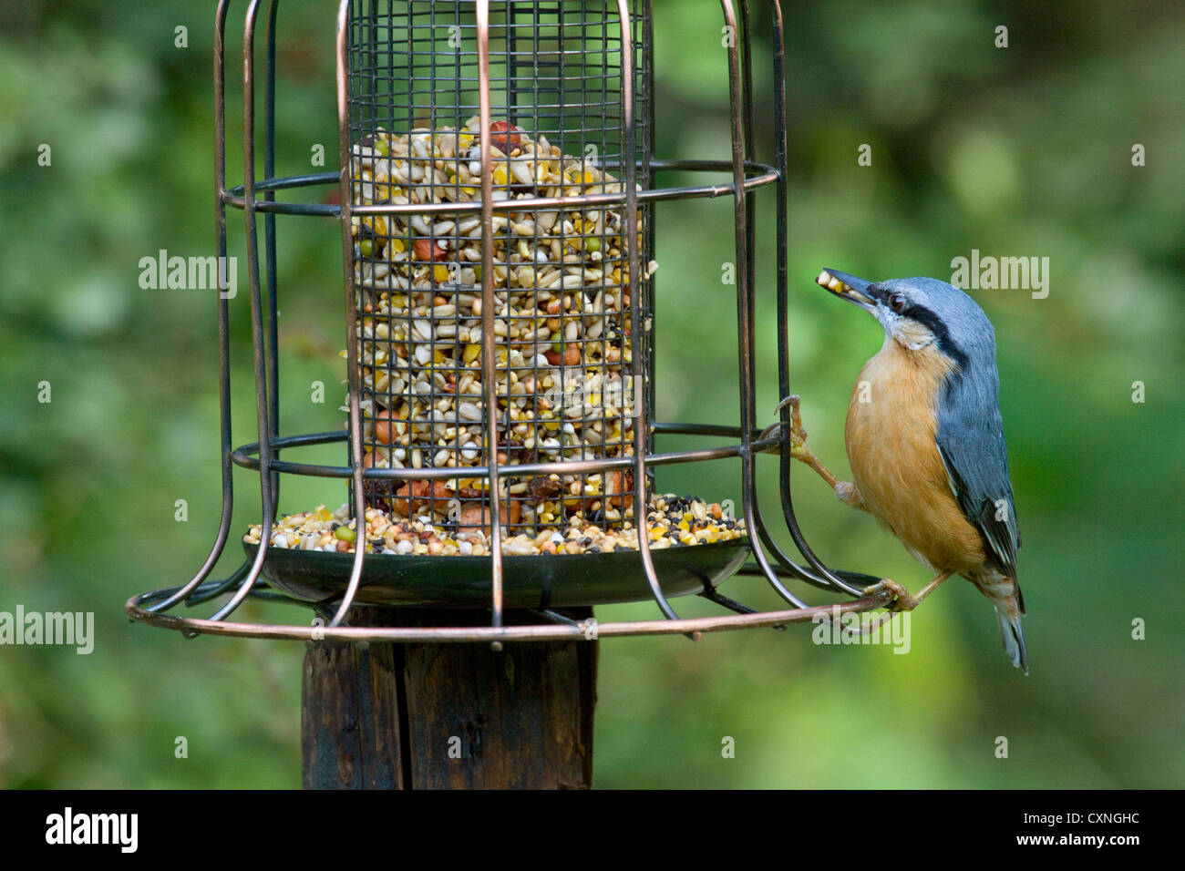 Trepador euroasiático (distritos de Sitta europaea) comer del comedero para pájaros en el jardín Foto de stock