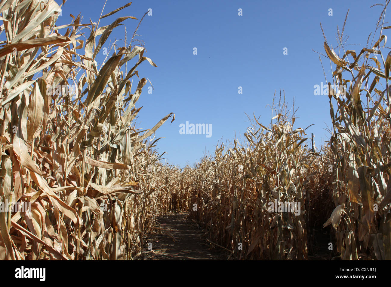 Laberinto de maiz fotografías e imágenes de alta resolución - Alamy