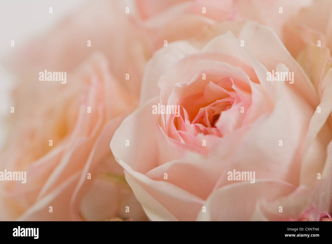 Rosas rosadas Foto de stock